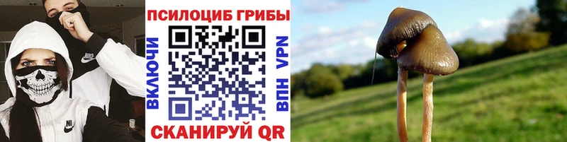 Псилоцибиновые грибы GOLDEN TEACHER  как найти   Чишмы 